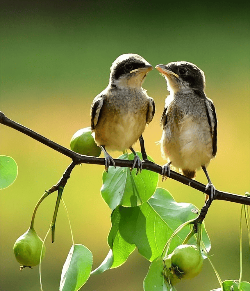 被称为"鸟中屠夫"!伯劳为何喜欢悬挂尸体,它真的这么残忍吗?