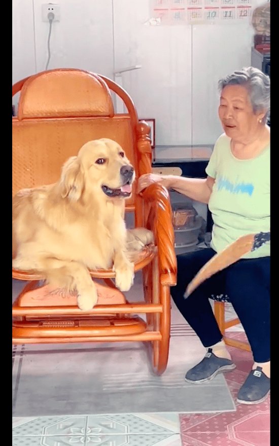奶奶怕它热拉进屋里吹空调 将狗狗带去奶奶家做客 是真爱它啊！