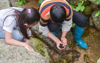 过去是穷人野味,如今比对虾贵,入山购买是常态人称"盘中明珠"