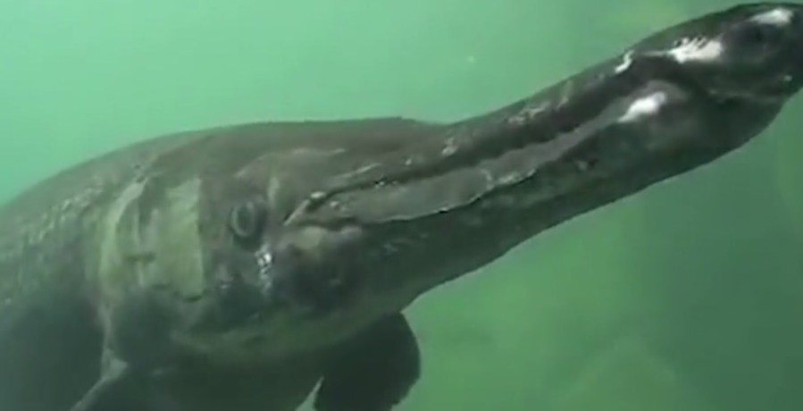 而这种鳄雀鳝的鱼是一种古老的淡水鱼种,据小亨上网查阅资料获悉,这鱼