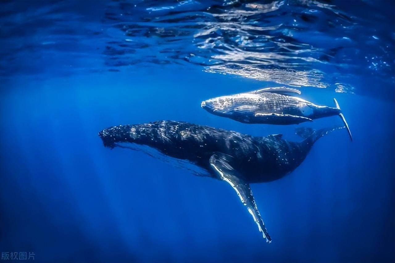 蓝鲸为什么偏爱吃小鱼小虾?世界上最大的哺乳动物的饮食习惯?
