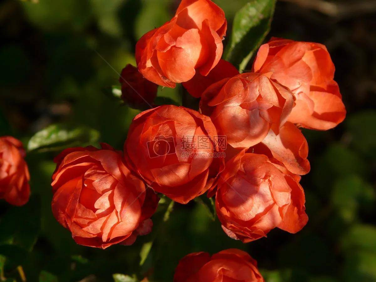百花盛开,蝶飞蜂舞,流光溢彩