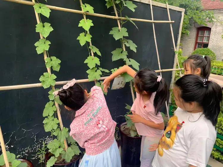 三年级综合实践活动（校园植物探秘）的简单介绍
