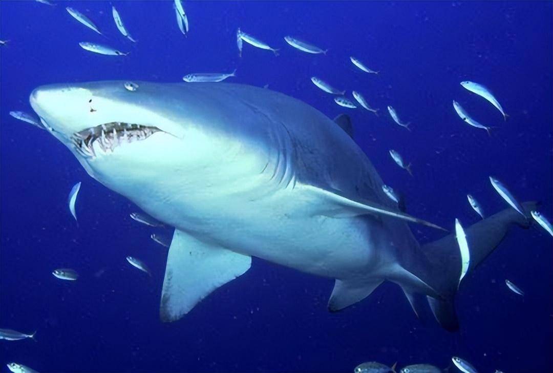 十大最凶猛的鲨鱼排名图片