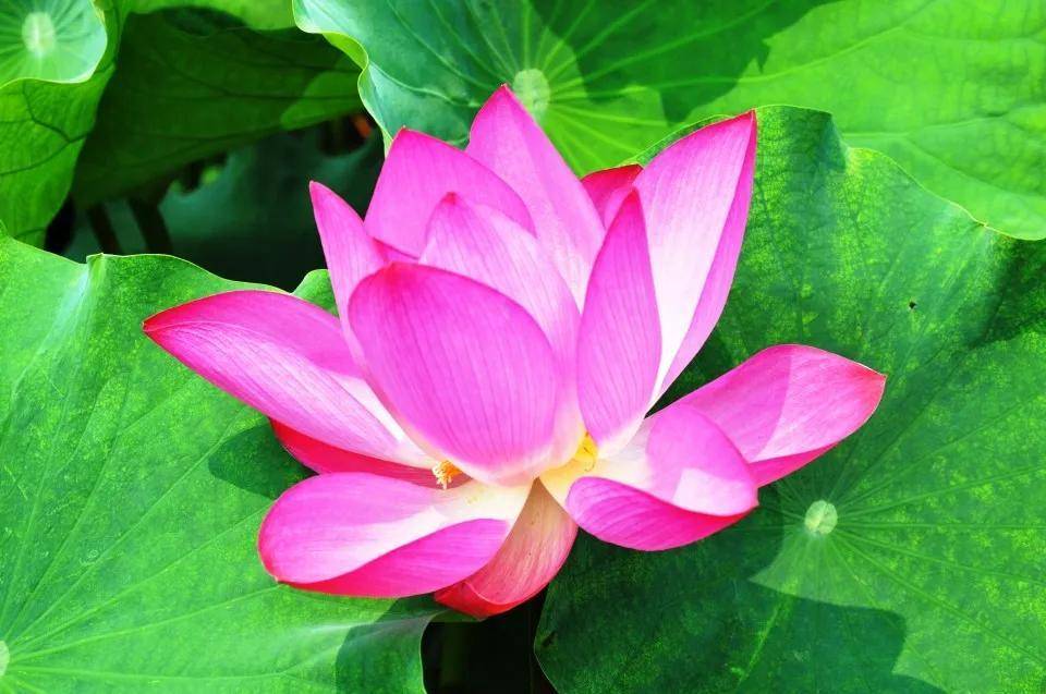 一朵红莲粉白色的牡丹花,争相开放图片来源:http://wwwlyjsjnet