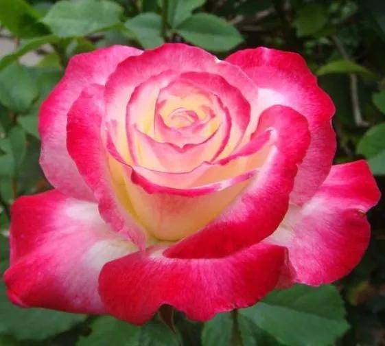 五颜六色的月季花大全