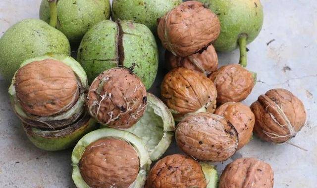 "掌中旋日月,时光欲倒流"丨让乾隆爷都痴迷的核桃有啥魅力