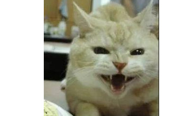 主人为猫咪定制蛋糕,结果买回来后主人懵了,猫咪也疯了!