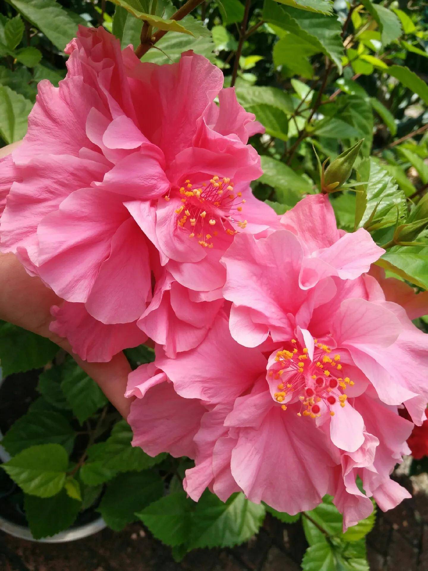 lyjsj.net.cn/wz/art_1542.html我们一起来欣赏美丽的鲜花吧,鲜花