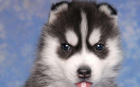 宠物界的"雪橇三傻",阿拉斯加,哈士奇,萨摩耶,你最喜欢谁?