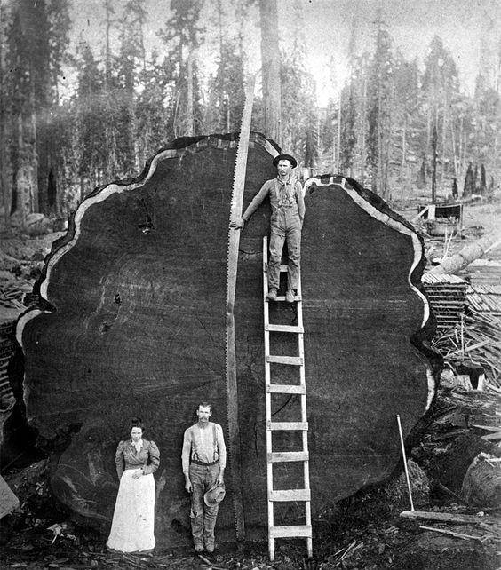 千年古树被粗暴砍倒,巨树面前人类太渺小_红杉_加州_树木