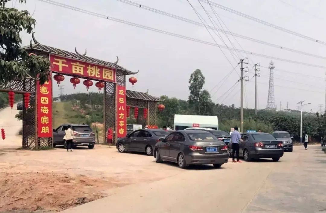 叶海荔枝曾经火遍全国叶海荔枝是有故事滴广州叶海生态园由叶钦海先生