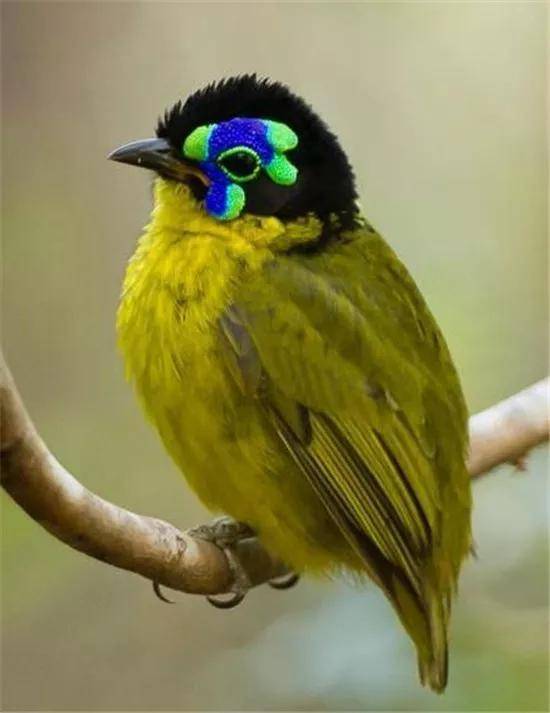 漂亮的鸟儿,五彩斑斓