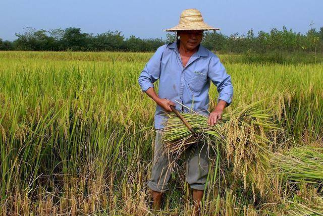 经济学家王福重农民出身,却称:只有农民放弃土地,国家才能强大