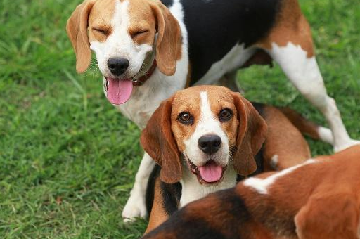 十大适合家养的狗狗!哪一只你的最爱?_人类_金毛_体型