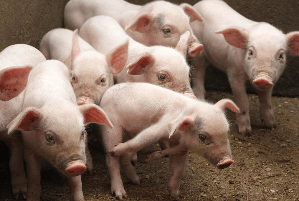 "猪来穷,狗来富,猫来头上顶白布" 有道理吗?什么意思