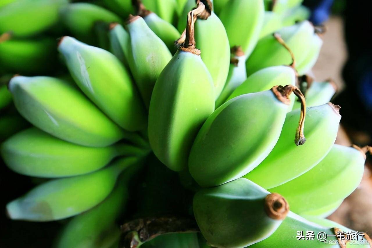 在广州旅游一定要吃这些现摘的特色水果