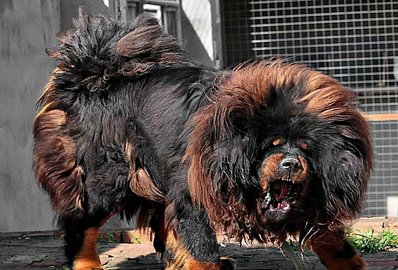 马俊仁退出体坛念狗经,将藏獒包装成4000万身价:我这是为国争光