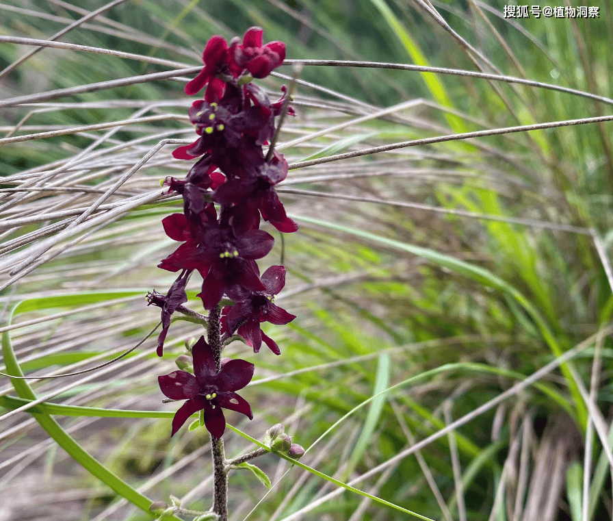叶子形似仙茅,俗称"藜芦",野外遇到切勿当野菜采摘,有剧毒!