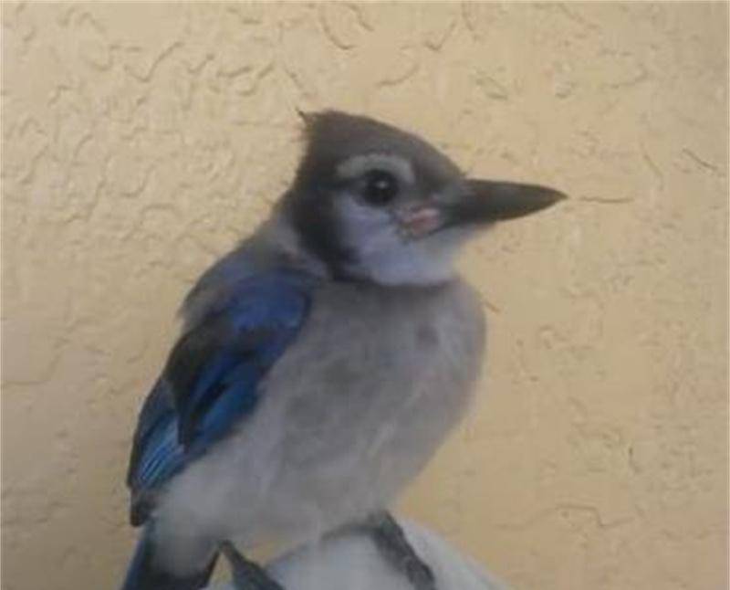 2013年,美国女孩救了一只鸟,患癌后鸟儿救活了她