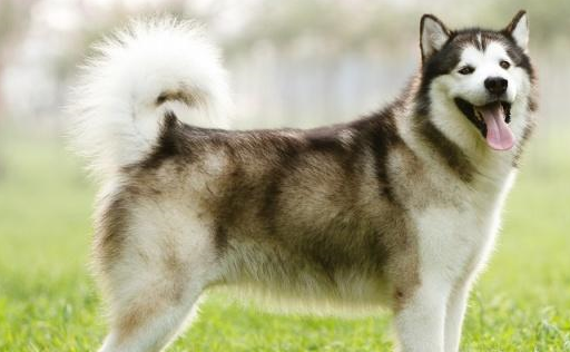 哈士奇:别再把我跟阿拉斯加认错了,我跟它有三种差别