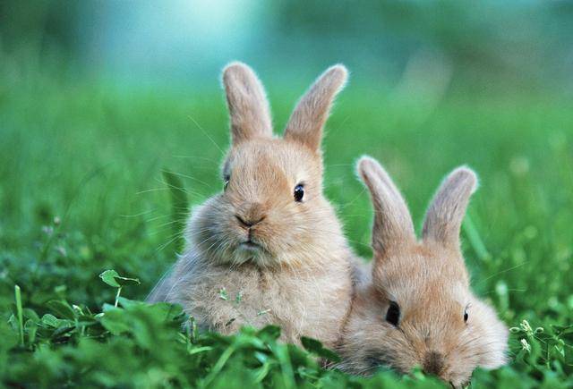 俗语"兔子不吃窝边草"其实还有下半句,你了解其中含义吗?