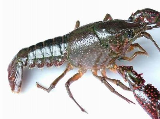 食用小龙虾有这些禁忌,避开再吃你的身体会更健康!