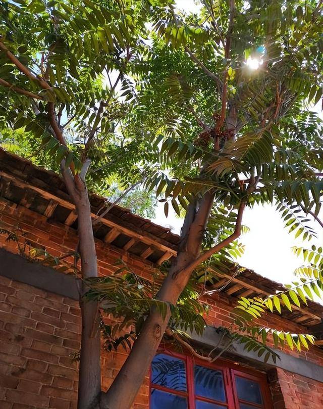 农村俗语:不怕有蛇进家门,就怕香椿高过房,啥意思?有道理吗?