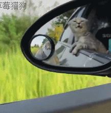 表情_坐车_样子