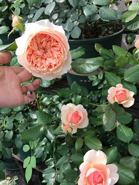 最值得入手的盆栽玫瑰,"出道"多年零差评,四季开花,花香四溢