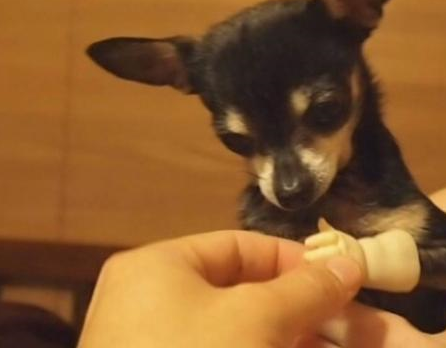 主人为残疾吉娃娃上假肢后,小家伙开口大笑,表情暖翻了!