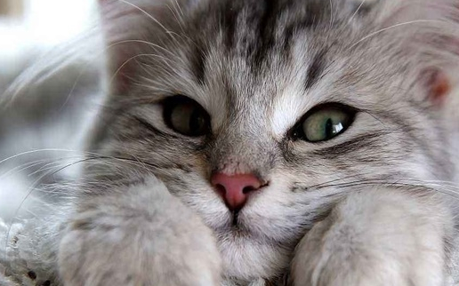 养宠物需要知道的事,小猫咪除了卖萌,还有这5个能力