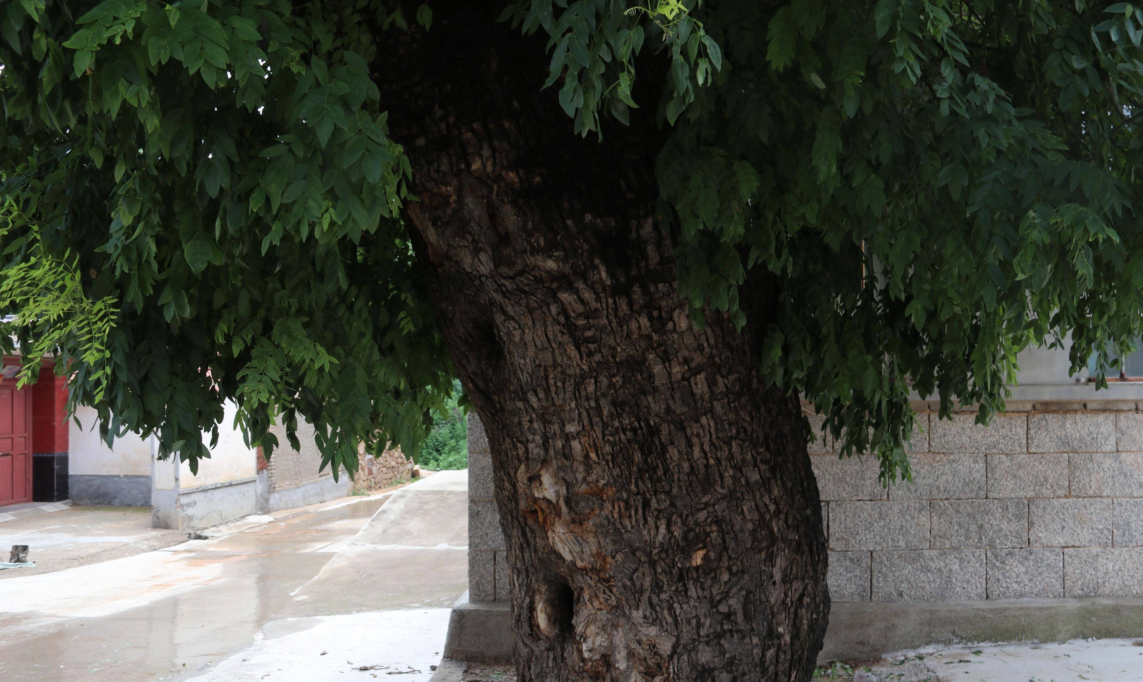 其中两棵保留到现在_高家沟_大槐树_村庄
