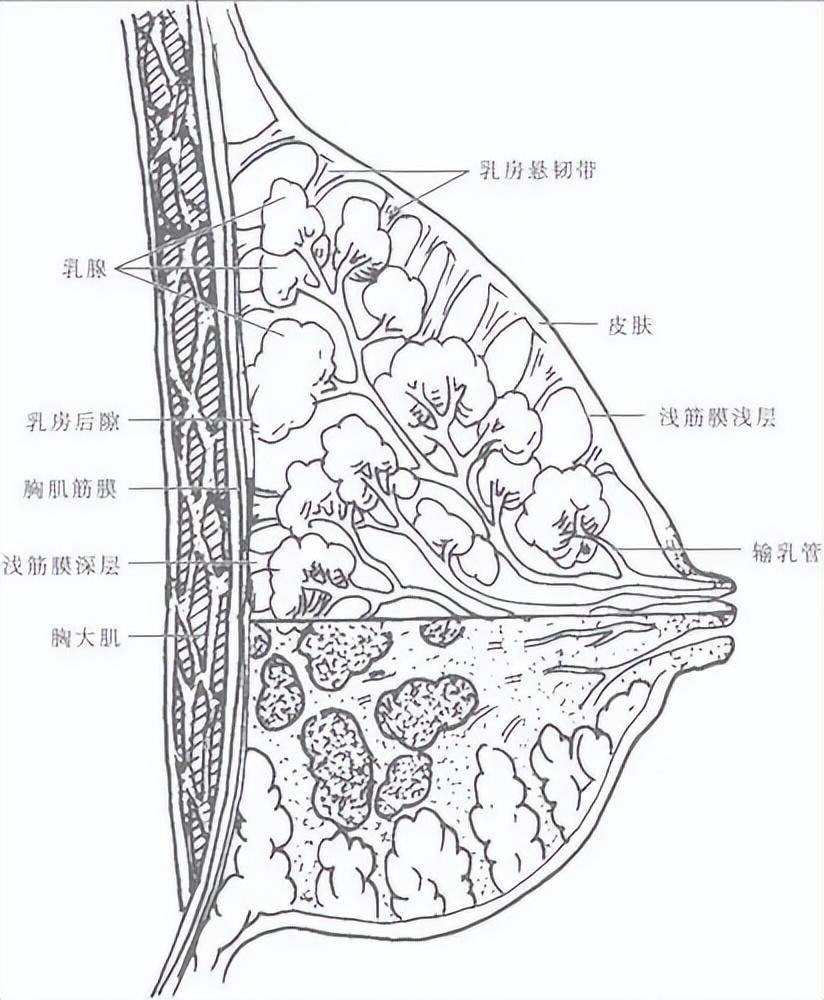 大乳头女性 正常 外观图片