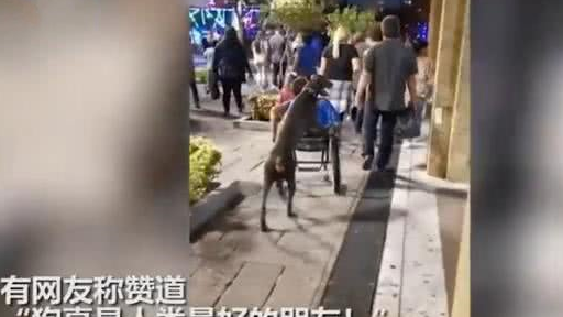 狗狗推着轮椅带主人逛街感动路人 网友 果然又是别人家的狗！