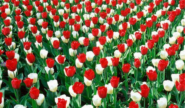 荷兰"郁金香狂热"背后原因大揭密:价格堪比豪宅,但却一夜凋零