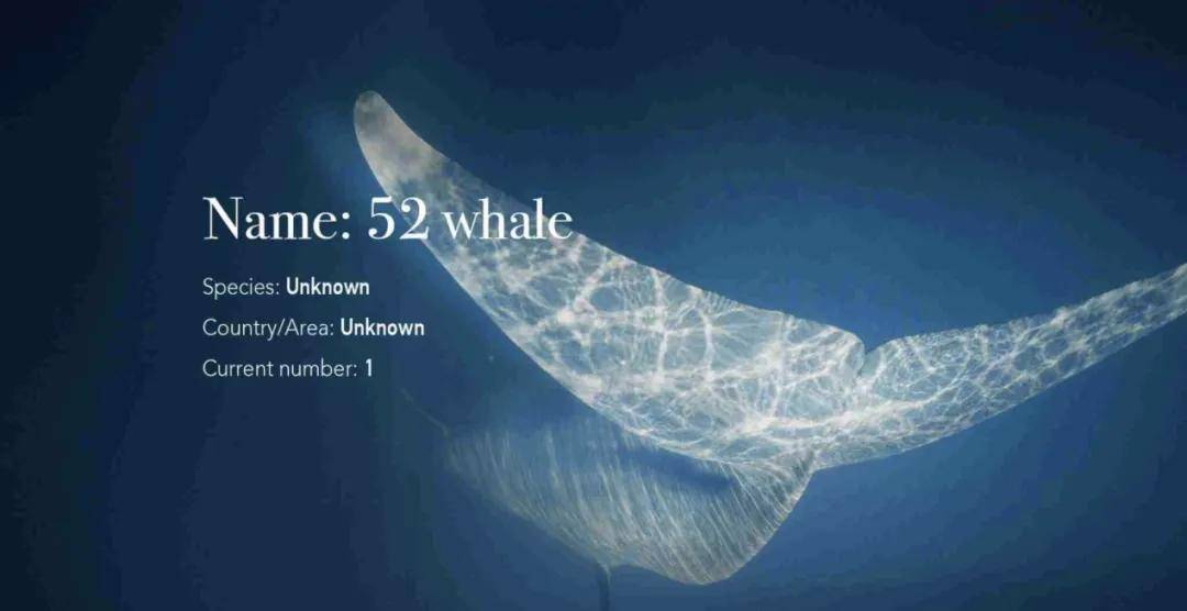 明丽初夏,来斯里兰卡感受"鲸"奇之旅_鲸鱼_图片_来源