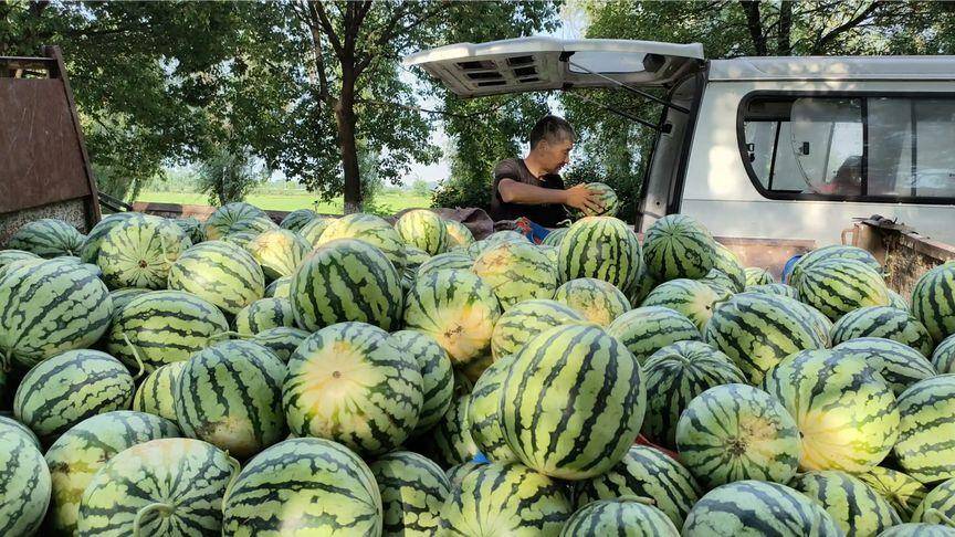 闹大了!一货车司机,从新疆拉33吨西瓜到太原,收货人拒绝卸货