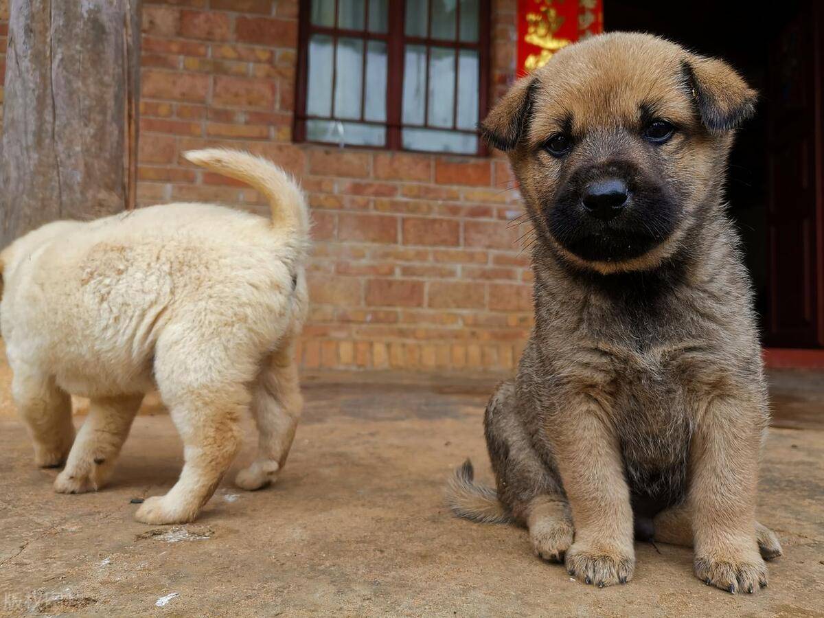 同样是养狗,为何农村却很少发生恶犬伤人呢?三个原因