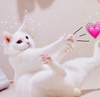 当猫咪拟人化以后,布偶猫变小仙女!铲屎官:再也无法直视猫咪了