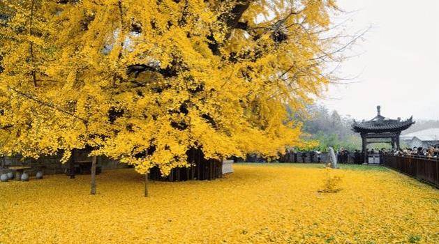 中国最大银杏树排名图片