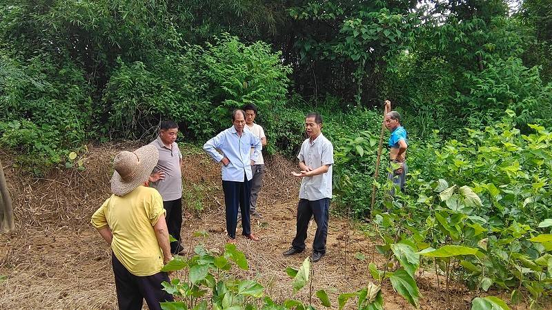 化州市林尘镇开展禁种铲毒踏查行动