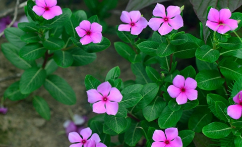 推荐5种花期长的花,室内也能栽种