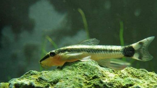 常见的鲶科的观赏鱼2:熊猫鼠,小精灵,印第安鼠,直升机