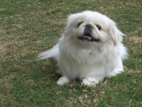 我国已有四千年历史的京巴犬,为什么现在堕落了?原因只有六个!