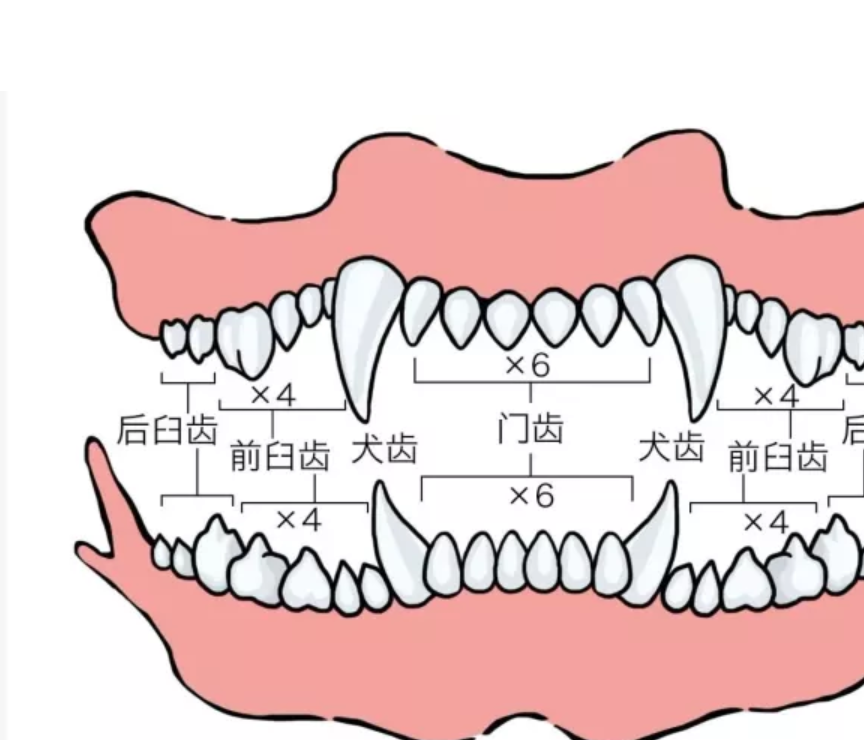 动物大牙齿大全图解图片