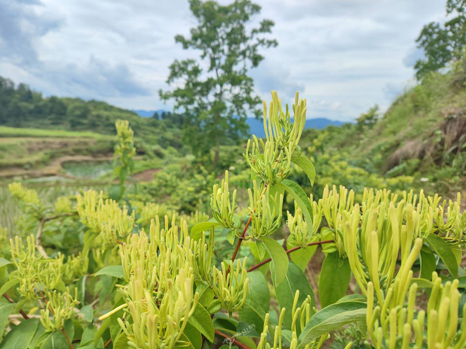 粮油三大产业带,其中干川片区是中药材产业带,共种植山银花,黄精,黄柏