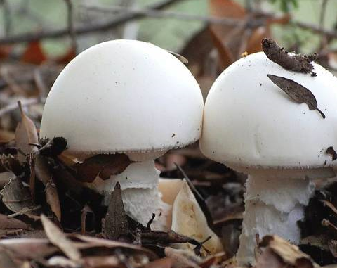 青岛一居民因食用毒蘑菇中毒身亡,不要被这些蘑菇迷惑
