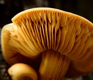 还有就是我们都知道的毒蘑菇大多数都色彩鲜艳,毒蘑菇呈绿色,红色,青