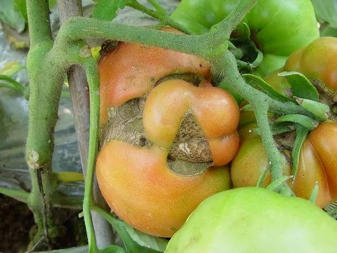 棚室番茄畸形果什么原因_影响_低温_种植户